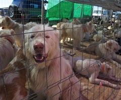 Más de 1.000 perros de montería se darán cita este sábado en "Soticaza"